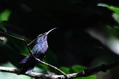 Campylopterus hemileucurus