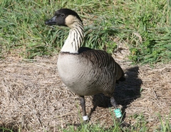 Branta sandvicensis