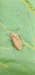 Acanonicus
