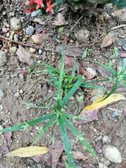 Cyperus albostriatus