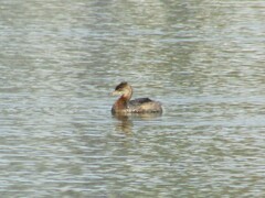 Podilymbus podiceps