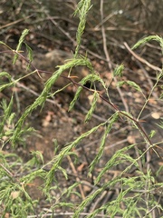 Asparagus buchananii