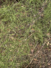 Asparagus buchananii