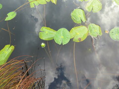 Nymphaea tetragona