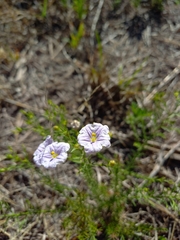 Nierembergia linariifolia