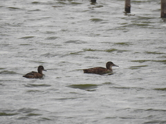 Heteronetta atricapilla