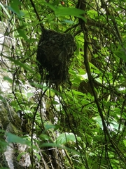 Sephanoides sephaniodes