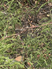 Asparagus buchananii