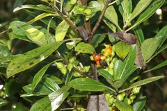 Coprosma rhynchocarpa