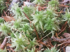 Sphagnum squarrosum