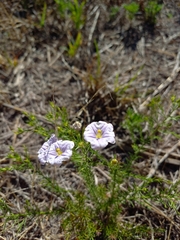 Nierembergia linariifolia