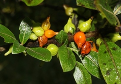 Coprosma rhynchocarpa