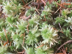 Sphagnum squarrosum