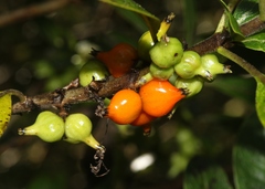 Coprosma rhynchocarpa