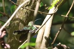 Campylopterus hemileucurus