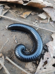 Archispirostreptus syriacus