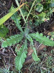 Cirsium texanum