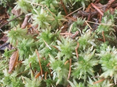 Sphagnum squarrosum