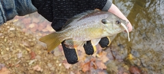 Lepomis macrochirus × cyanellus