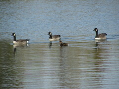 Podilymbus podiceps
