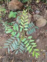 Simarouba