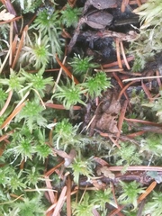 Sphagnum squarrosum