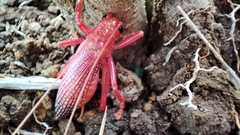 Caudafistulus rubrinervosus