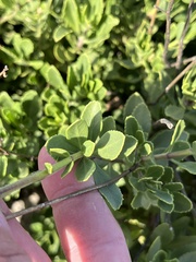 Penstemon baccharifolius