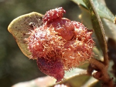 Andricus crystallinus