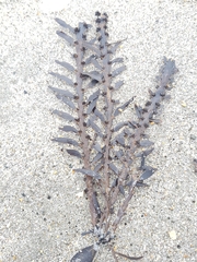 Carpophyllum maschalocarpum