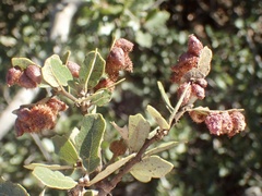 Andricus crystallinus