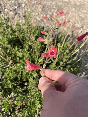 Penstemon baccharifolius