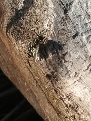 Eupeodes corollae
