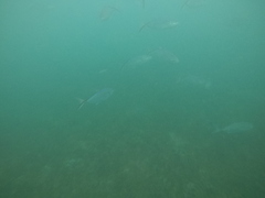 Caranx ruber