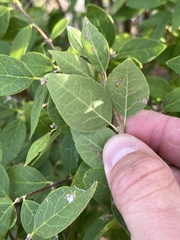 Forestiera reticulata