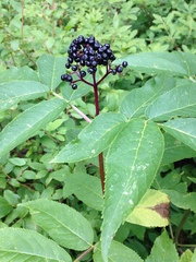 Sambucus racemosa melanocarpa
