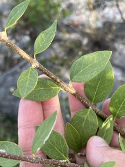 Forestiera reticulata