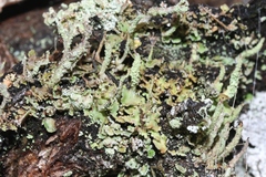 Cladonia scabriuscula