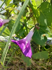 Ipomoea orizabensis