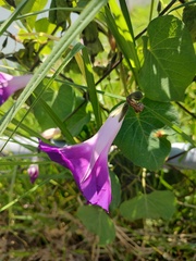 Ipomoea orizabensis