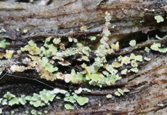 Cladonia scabriuscula