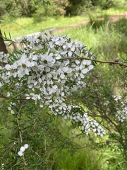 Leptospermum continentale