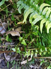 Blechnum hastatum