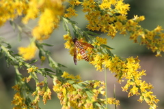 Polistes dorsalis
