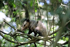 Didelphis aurita