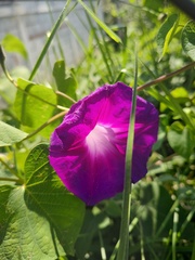Ipomoea orizabensis