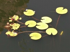 Nymphoides indica