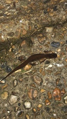 Lissotriton