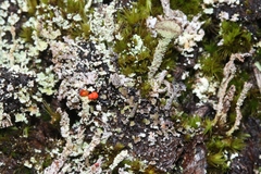 Cladonia bellidiflora