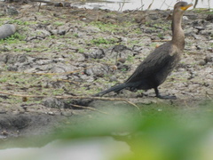 Nannopterum brasilianum